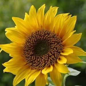 Meet your Posher, Lynette